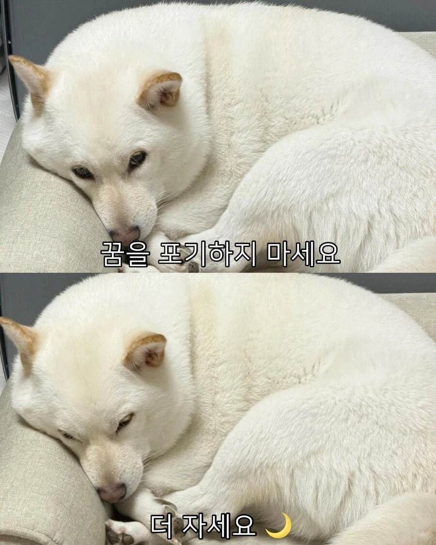 꿈을 포기하지 마세요.jpg_1.webp
