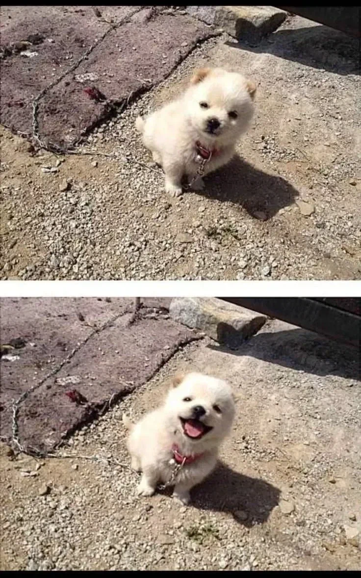 묶여있는 맹견 jpg_1.webp