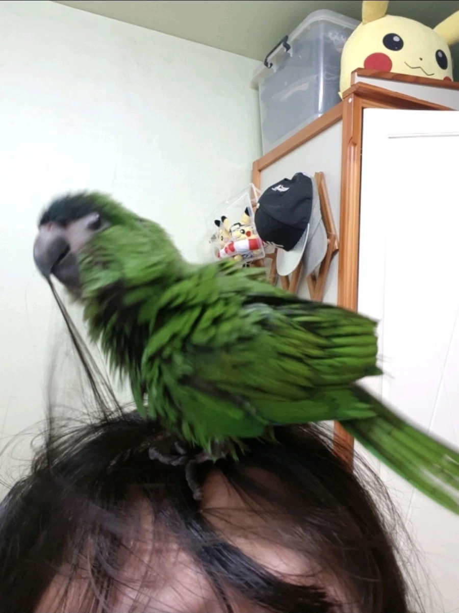 앵무새키우는 집사의 쇼핑후기.jpg_2.webp