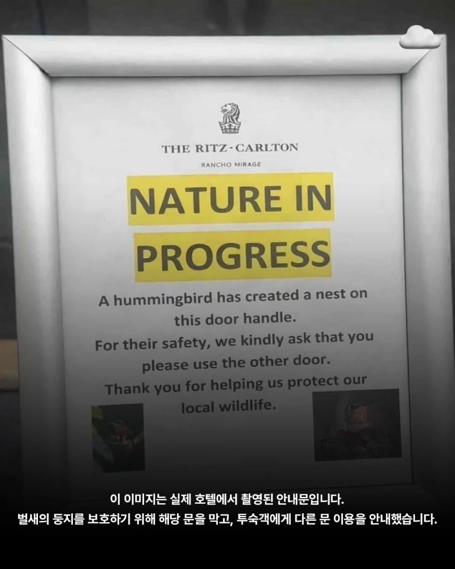 호텔 손잡이에 둥지를 튼 벌새_3.webp