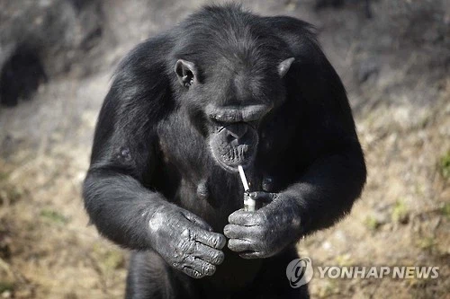 북한 동물원의 침팬지_1.webp