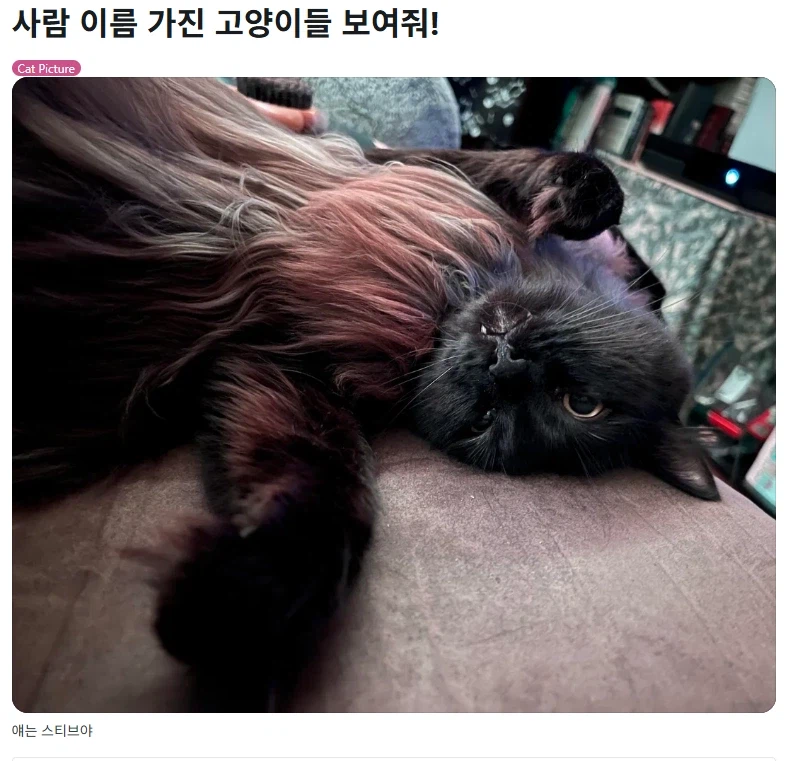 사람이름을 가진 고양이들을 자랑하는 집사들.jpg_1.webp