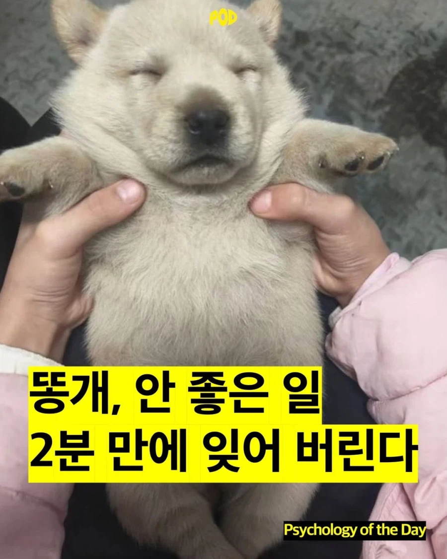 강아지, 안 좋은 일 2분만에 잊어버린다._1.webp