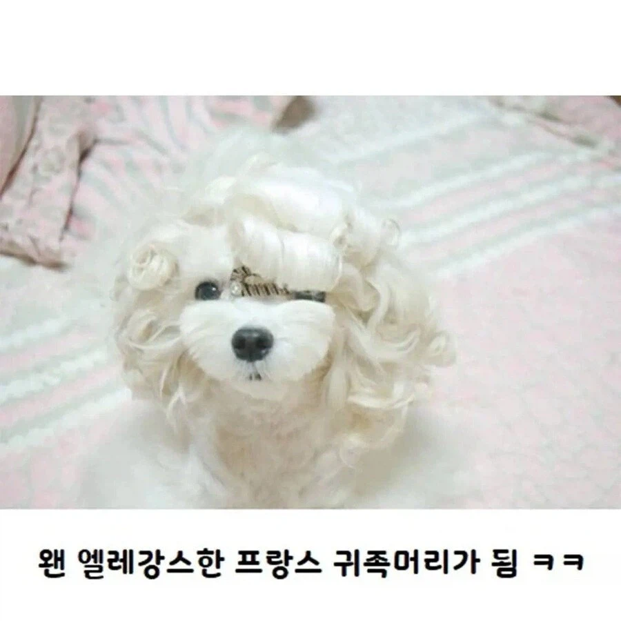 수수깡으로 파마한 멍뭉이.jpg_2.webp