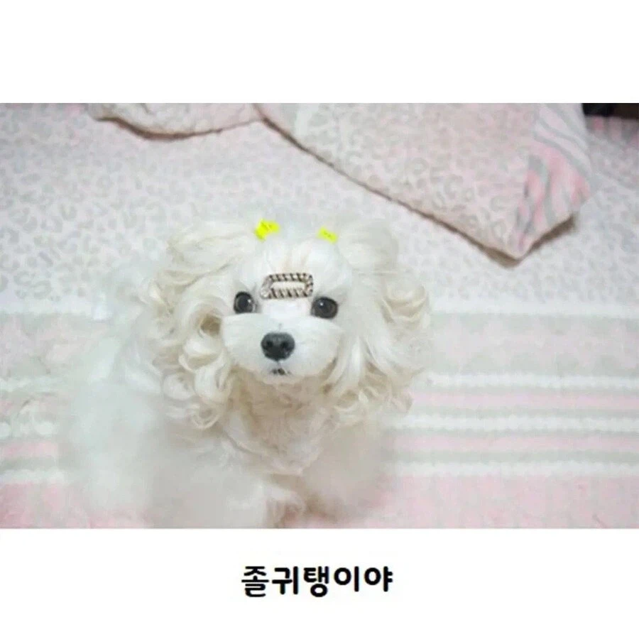수수깡으로 파마한 멍뭉이.jpg_4.webp