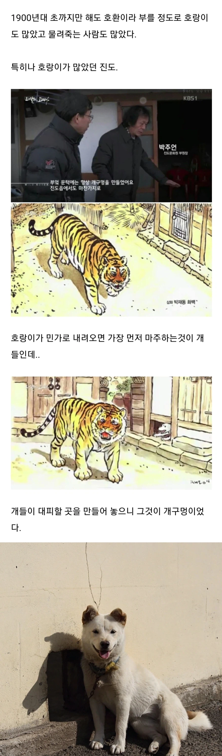진돗개가 조용한 이유.jpg_1.webp
