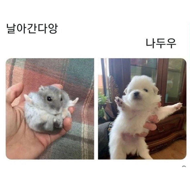 날아간다앙_1.webp