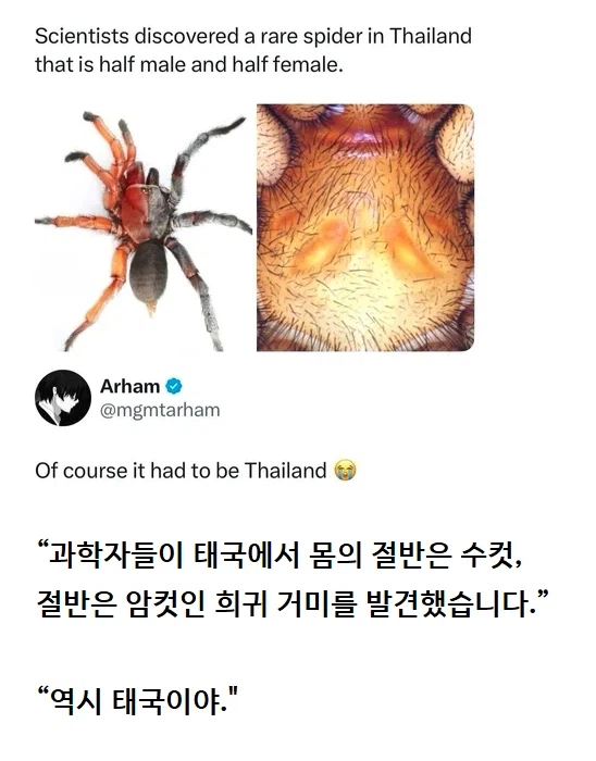 과학자들이 몸의 절반은 수컷, 절반은 암컷인 거미를 발견했습니다._1.webp