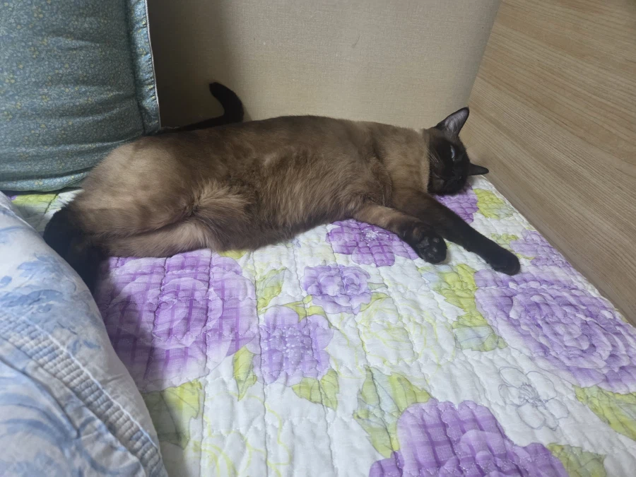 집사 : 고양이 집사 일하고 올게~~_1.webp