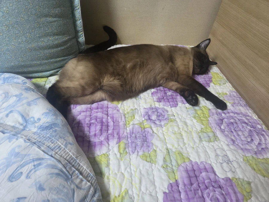 집사 : 고양이 집사 일하고 올게~~_2.webp
