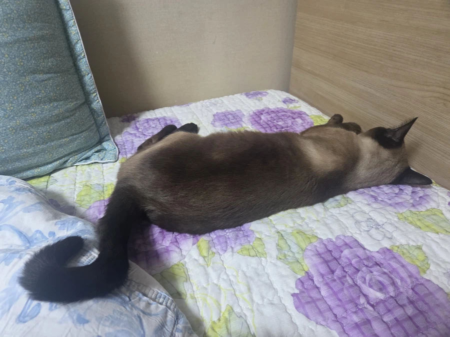 집사 : 고양이 집사 일하고 올게~~_4.webp