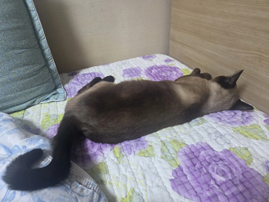 집사 : 고양이 집사 일하고 올게~~_5.webp