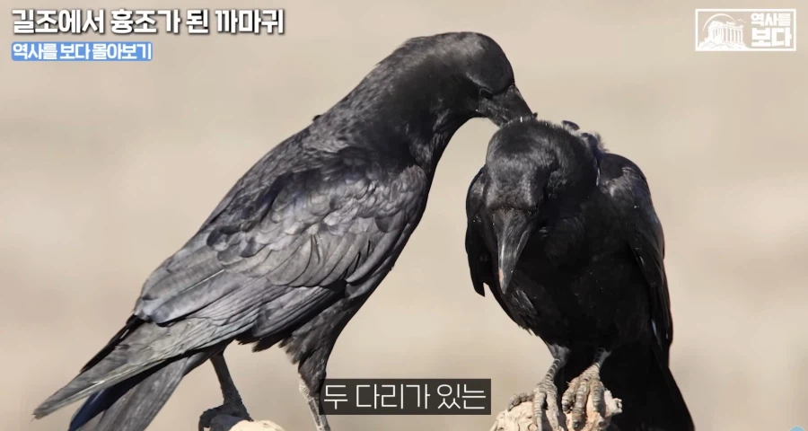 삼족오의 충격적 정체.jpg_3.webp