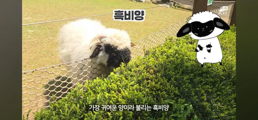 에버랜드에서 50주년 롤러코스터 대신 선택한것_1.webp