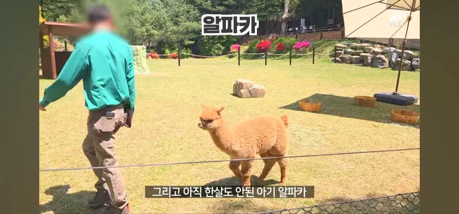 에버랜드에서 50주년 롤러코스터 대신 선택한것_3.webp