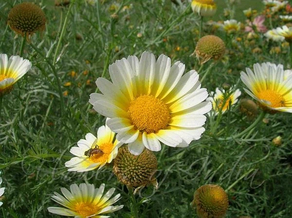 데이지 꽃을 우리나라에서 보기 힘든 이유_1.webp