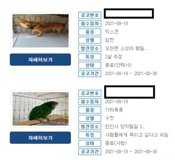 사형당한 앵무새_1.webp