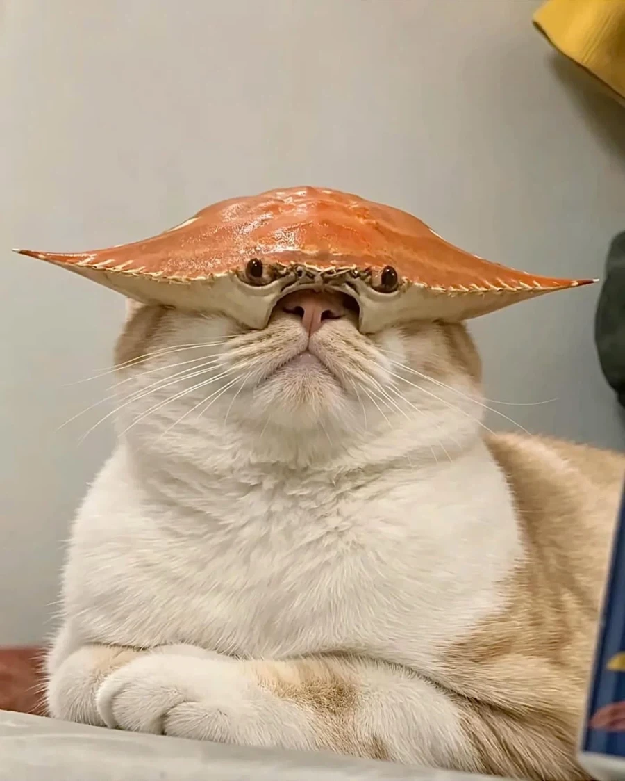 게냥이_1.webp