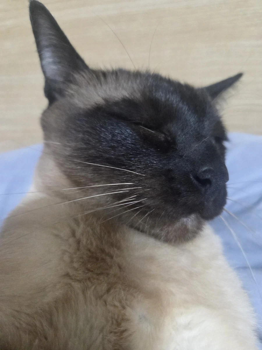 가출한 고양이 잡았음..._6.webp