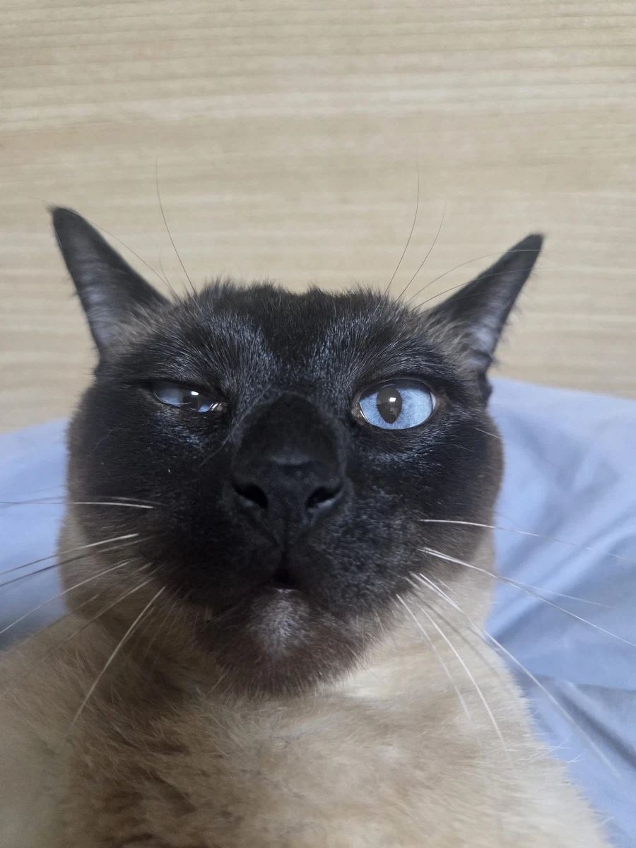 네이버 쇼핑에서 고양이 용품 샀더니 고양이 정보 등록하라고 하는데..._2.webp