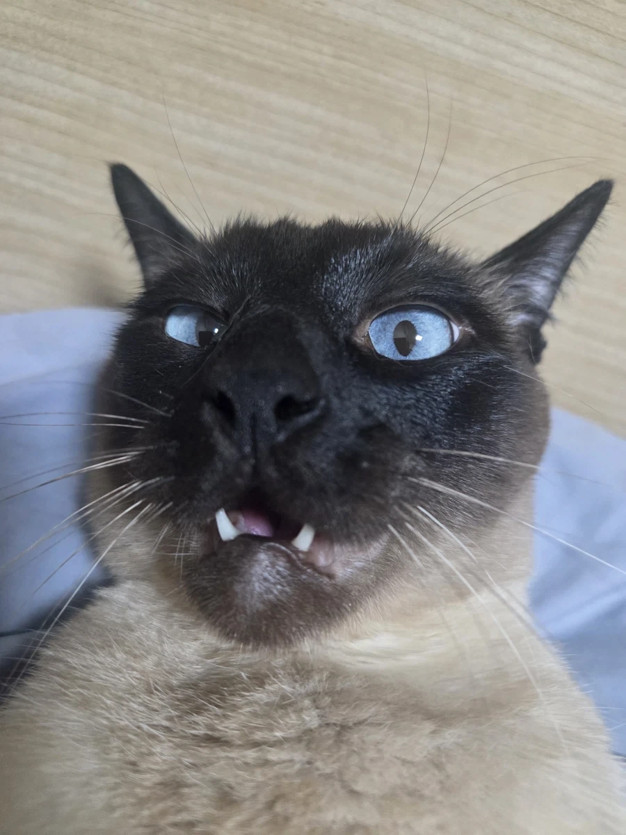 네이버 쇼핑에서 고양이 용품 샀더니 고양이 정보 등록하라고 하는데..._3.webp