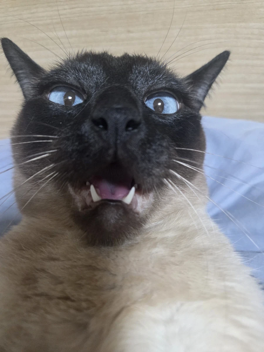 네이버 쇼핑에서 고양이 용품 샀더니 고양이 정보 등록하라고 하는데..._5.webp