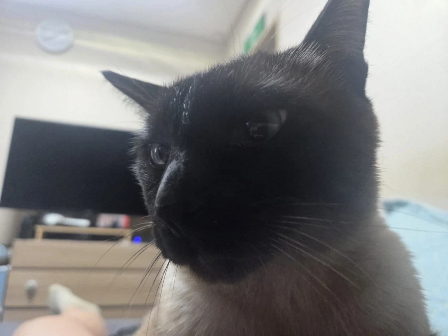 질투하는 고양이가 보고 싶어서 고양이 카페도 가보고 댕댕이도 만져봤다..._6.webp