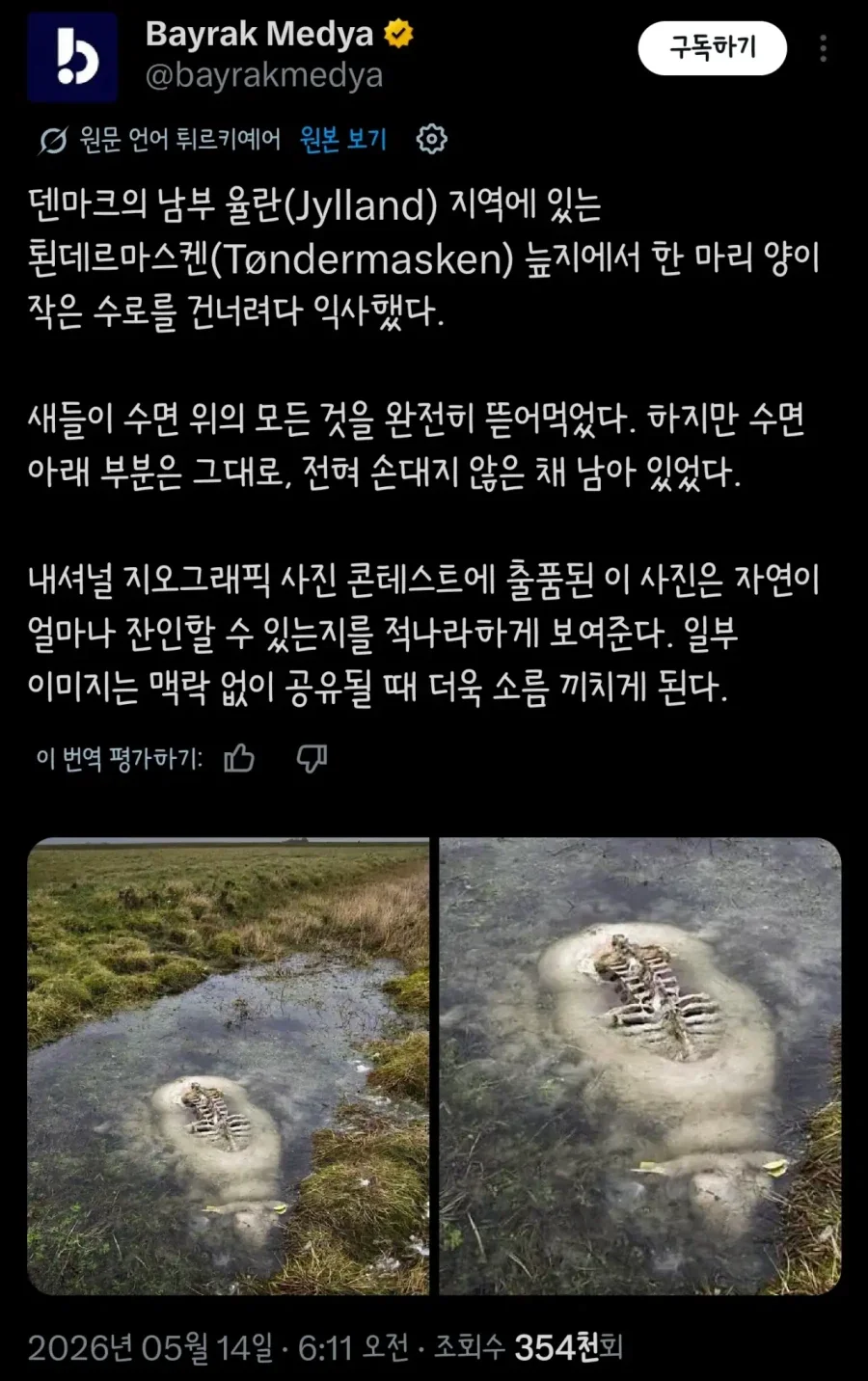 혐)덴마크 늪지대에서 죽은 양_1.webp