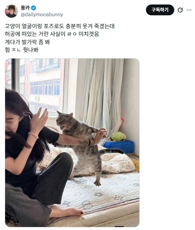 냥빡친 고양이.jpg_1.webp