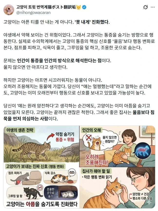 고양이는 아픈 티를 숨기도록 진화했다.jpg_1.webp
