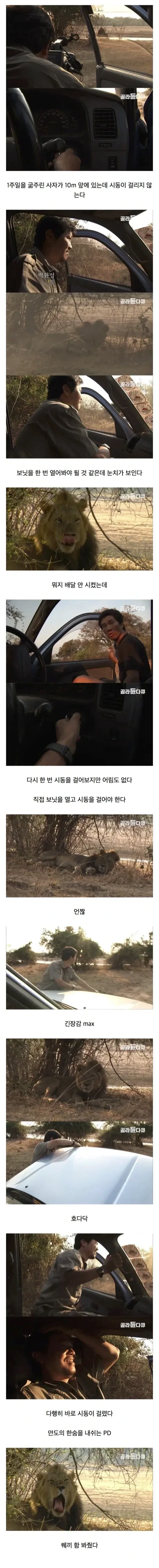 굶주린 사자 앞에서 차가 고장난 제작진.._1.webp