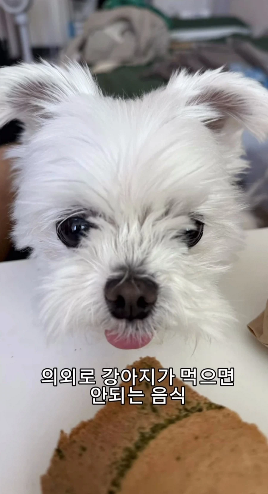 의외로 강아지가 먹으면 안되는 음식 TOP5_1.webp