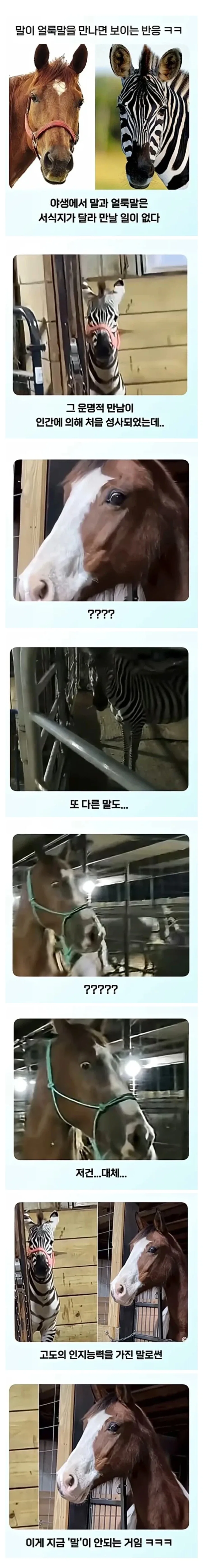 얼룩말 처음 본 말 반응_1.webp