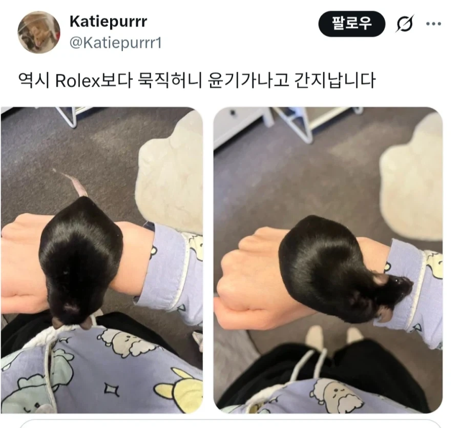 쥐와 사는 사람들의 권력 자랑_2.webp