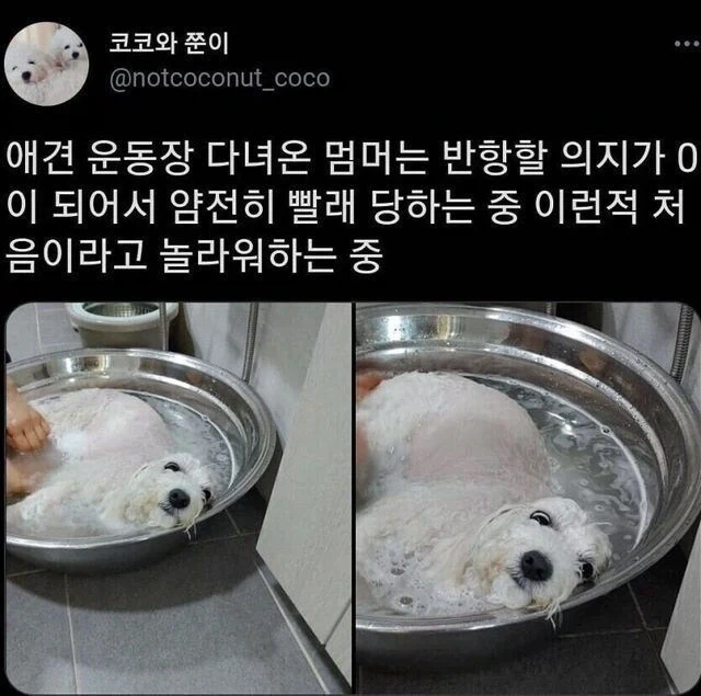 수속성 강아지 만드는 방법_1.webp