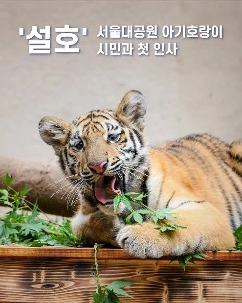 이제 태어난 지 1년이 되어가는 호랑이_1.webp
