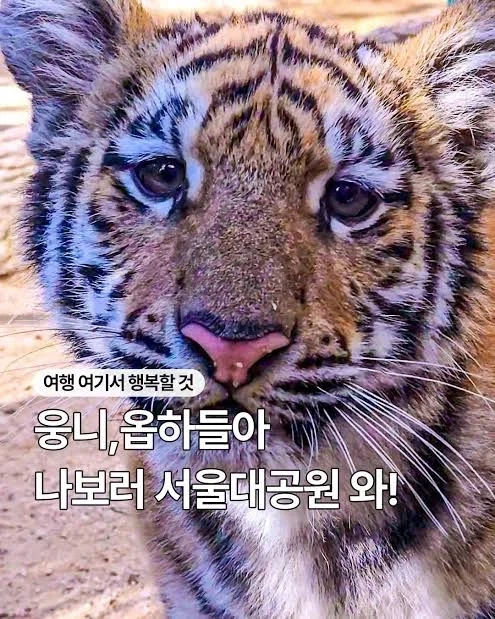 이제 태어난 지 1년이 되어가는 호랑이_2.webp