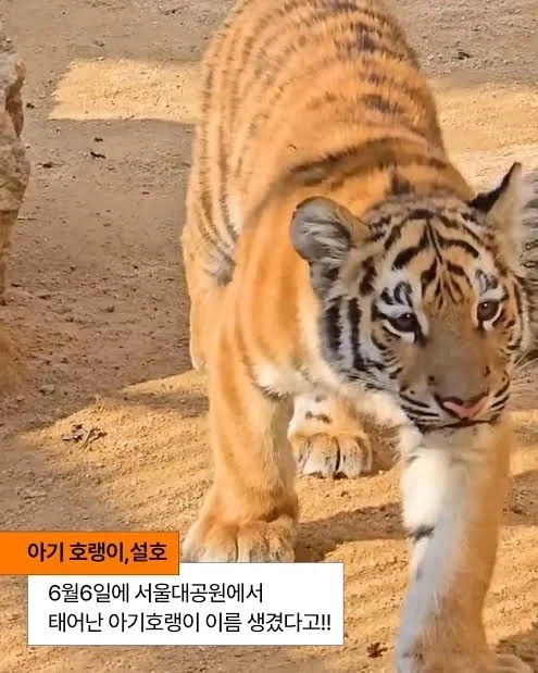 이제 태어난 지 1년이 되어가는 호랑이_4.webp