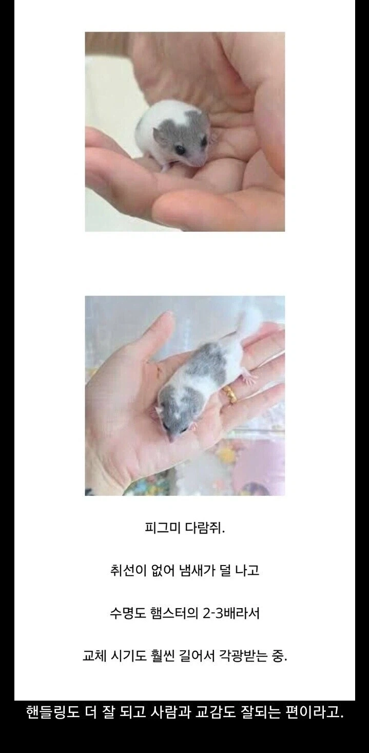 국내에서 햄스터의 지위를 빼앗고 있는 동물_1.webp
