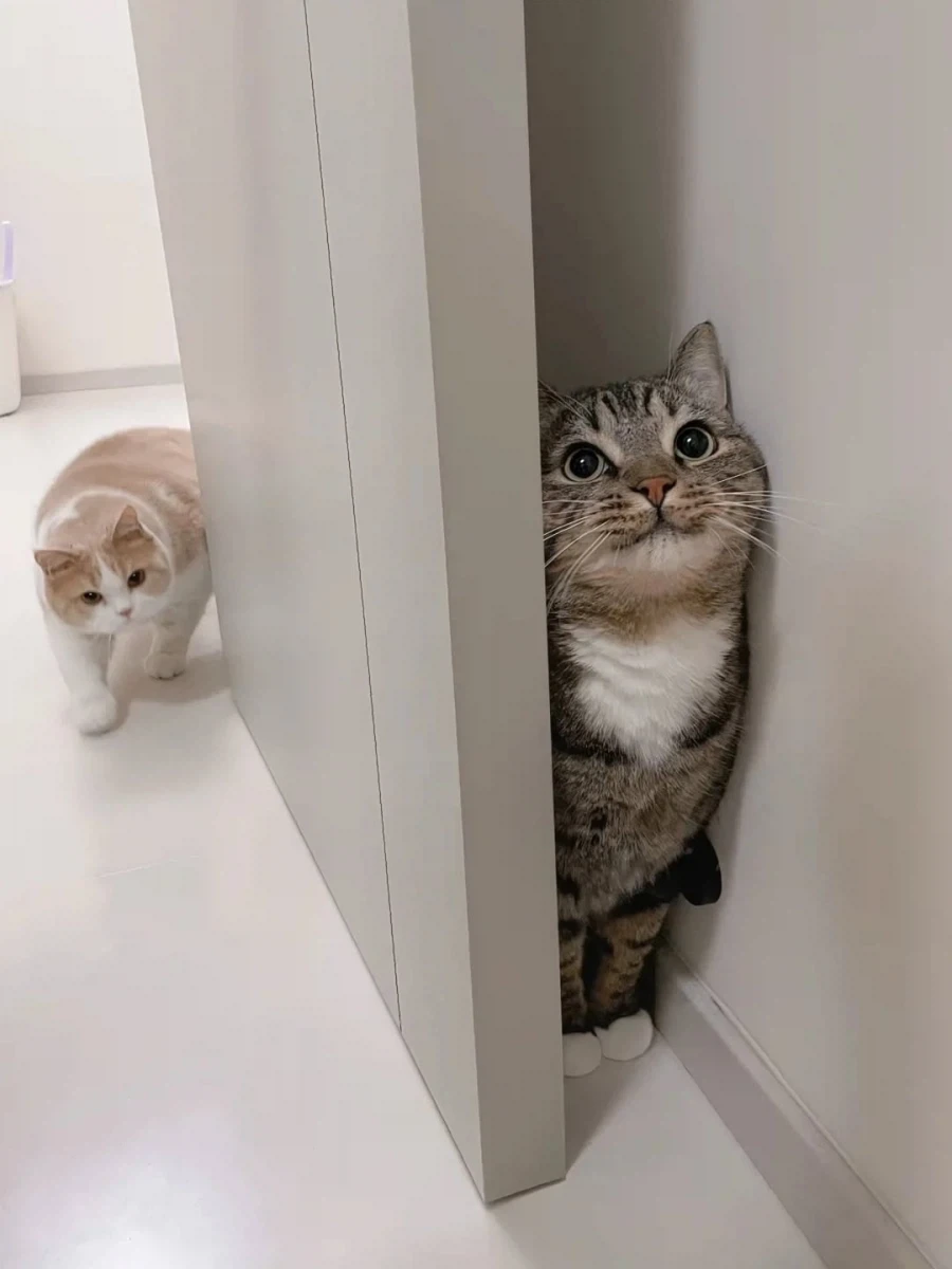 동생 몰래 숨어있는 냐옹이..._2.webp