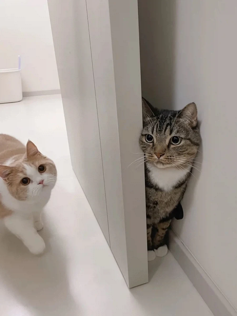 동생 몰래 숨어있는 냐옹이..._3.webp