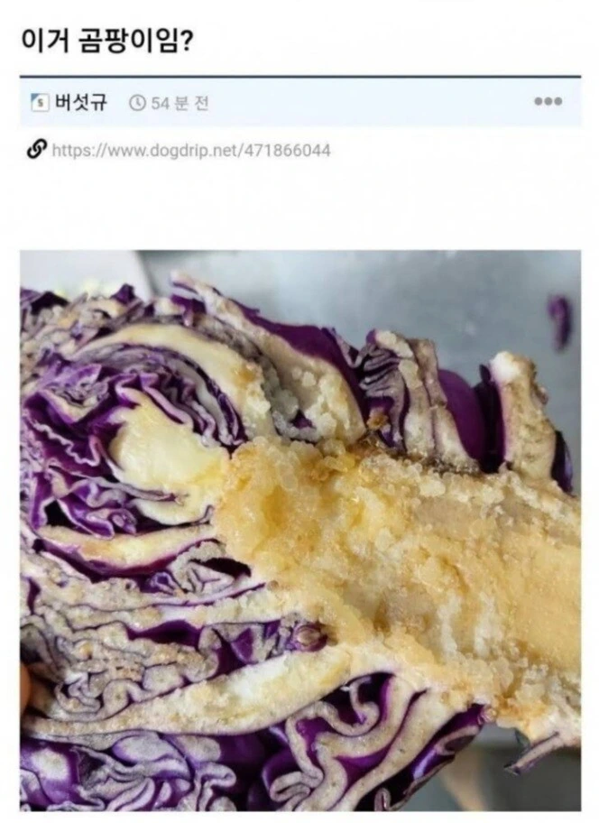 곰팡이 난 음식 씻으면 괜찮죠?_1.jpg