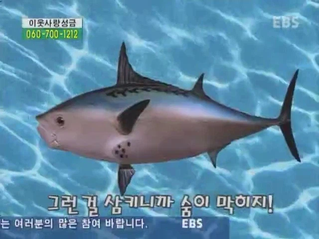 해외에 퍼진 스펀지송.mp4_1.webp
