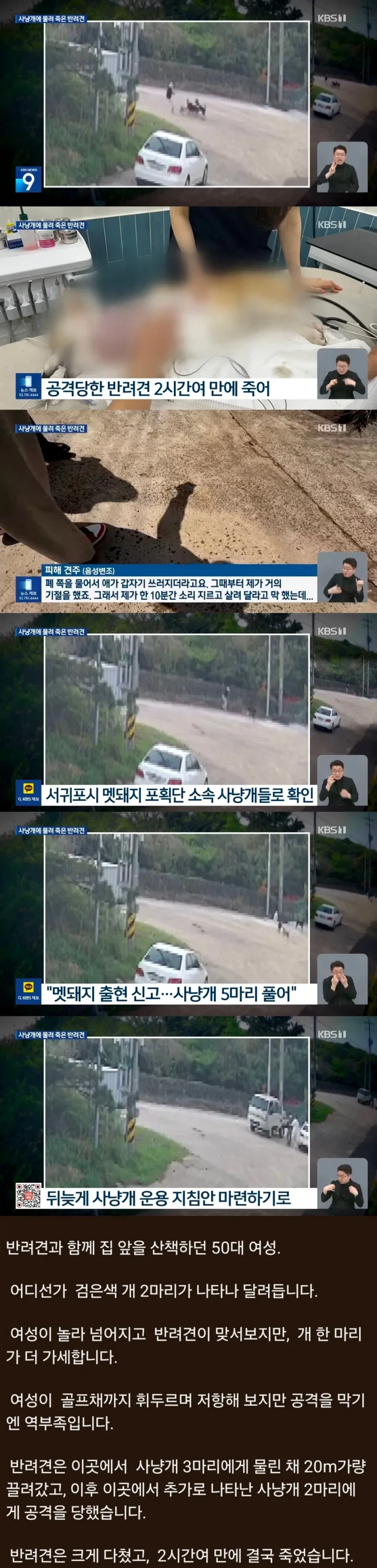산책길에 사냥개에 물려 죽은 반려견_1.webp