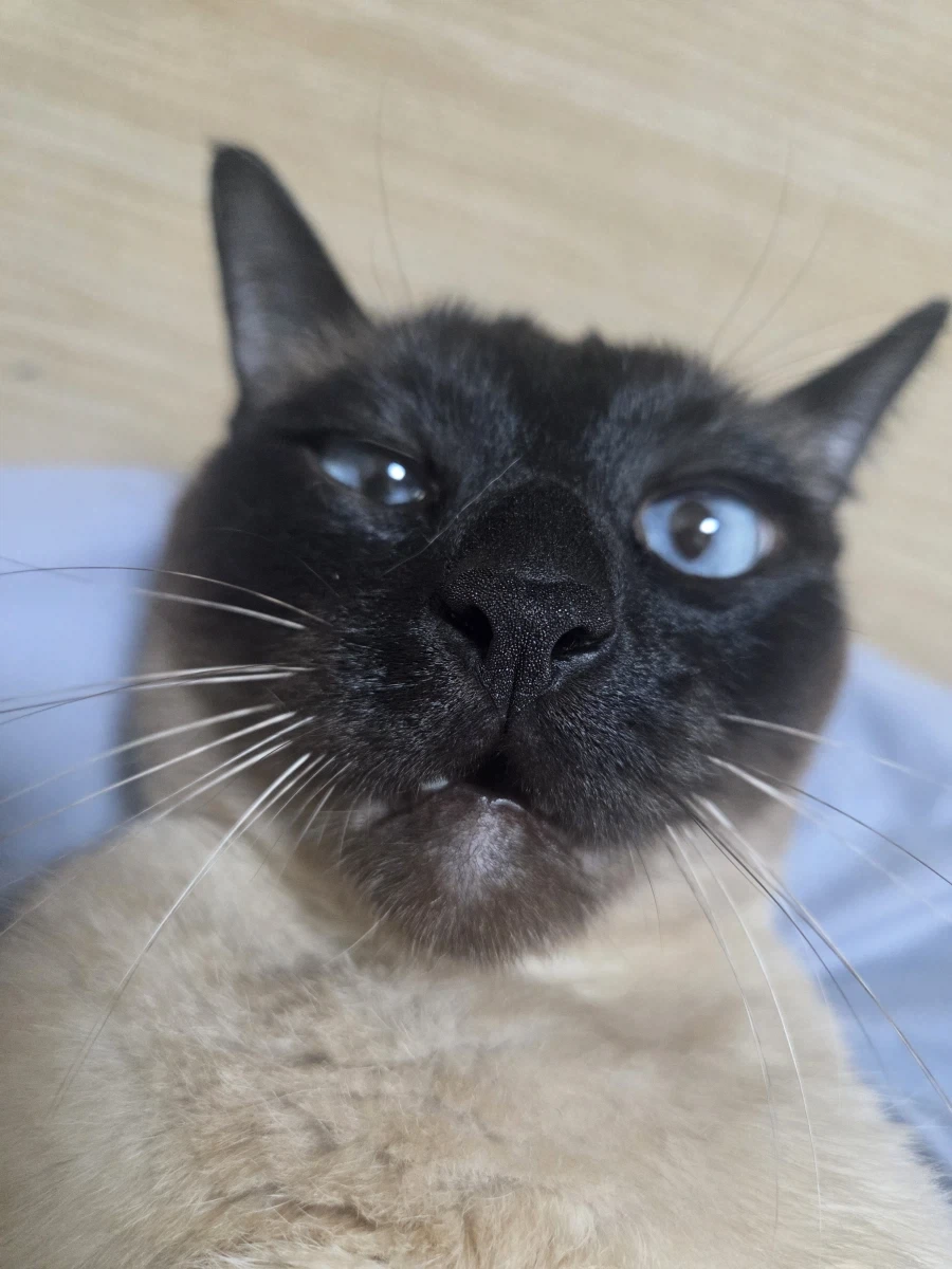 네이버 쇼핑에서 고양이 용품 샀더니 고양이 정보 등록하라고 하는데..._1.webp