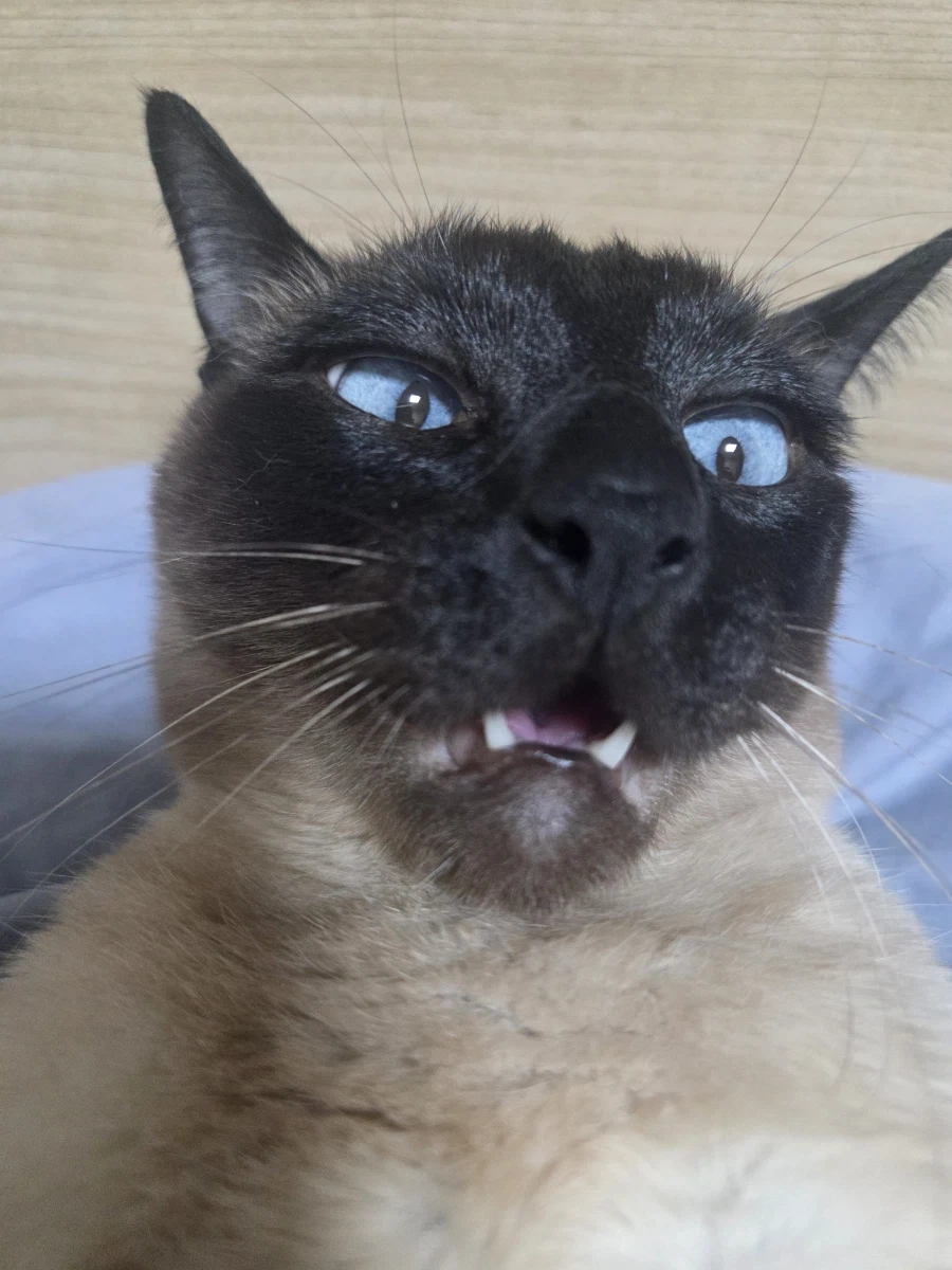 네이버 쇼핑에서 고양이 용품 샀더니 고양이 정보 등록하라고 하는데..._4.webp