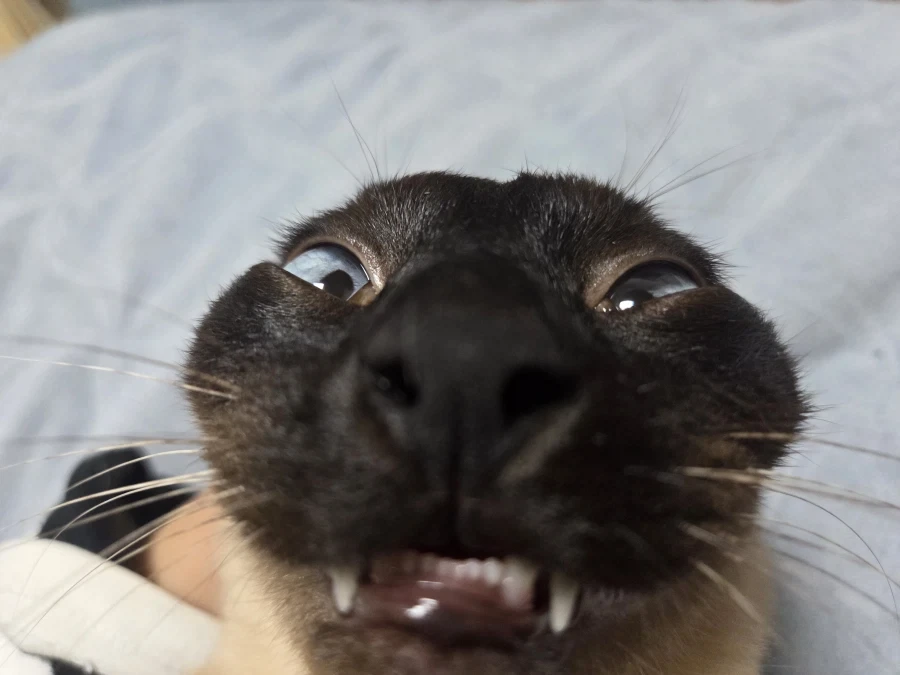 네이버 쇼핑에서 고양이 용품 샀더니 고양이 정보 등록하라고 하는데..._10.webp