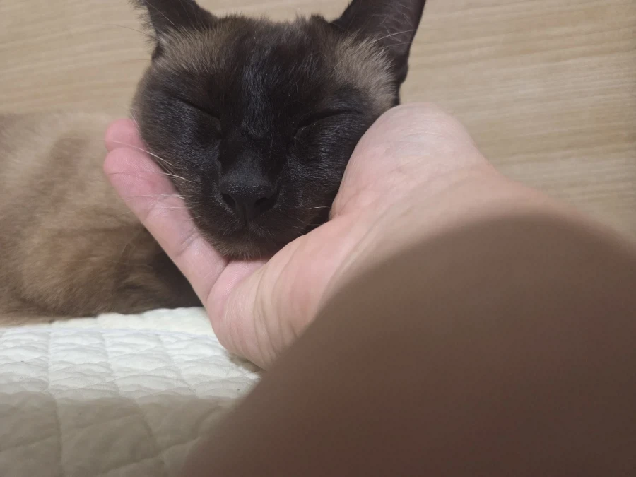 네이버 쇼핑에서 고양이 용품 샀더니 고양이 정보 등록하라고 하는데..._11.webp