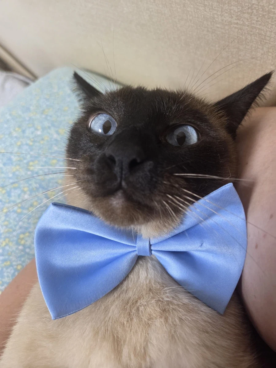 네이버 쇼핑에서 고양이 용품 샀더니 고양이 정보 등록하라고 하는데..._12.webp
