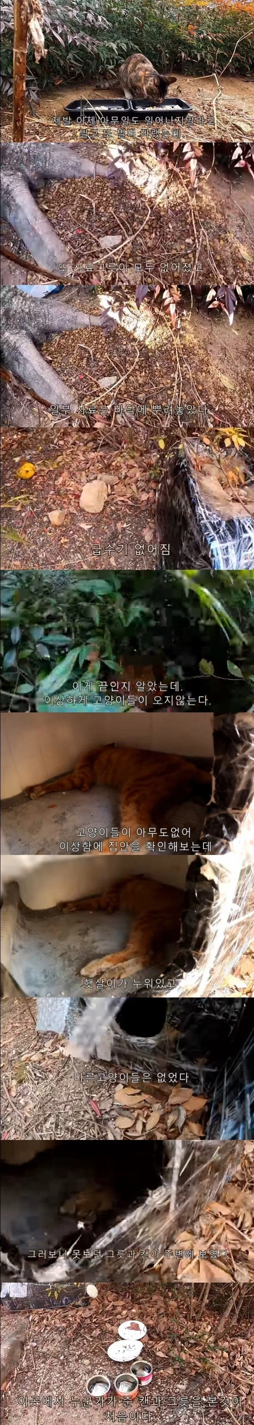 캣맘 관련 가장 큰 문제_1.webp